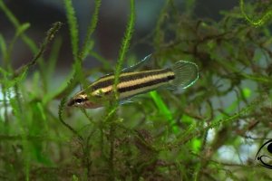 Licorice Gourami - Parosphromenus Sp