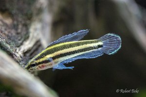 Licorice Gourami