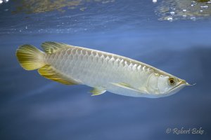 Asian arowana - Scleropages formosus