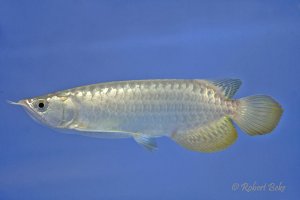 Asian arowana - Scleropages formosus