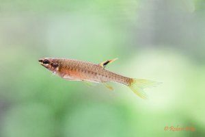 Copella arnoldi - Splash Tetra