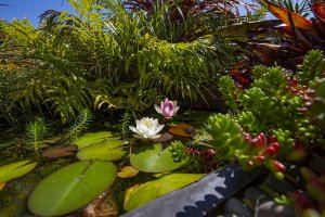 Water lily