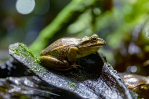 Litoria aurea