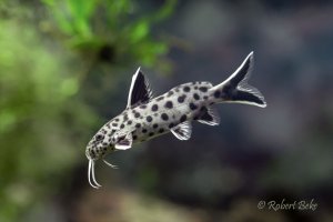 Synodontis petricola