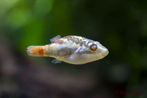 Redeye Puffer - Carinotetraodon irrubesco