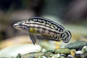 Julidochromis transcriptus