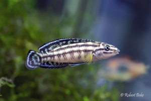 Julidochromis transcriptus