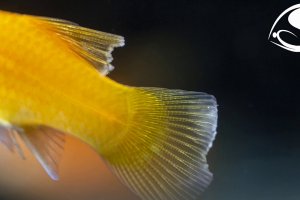 Bacterial Diseases of Aquarium Fish