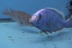 Sciaenochromis fryeri spawning