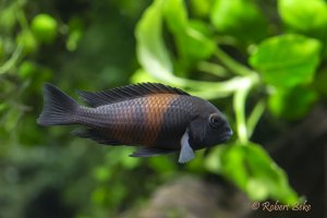 Tropheus Moorii - Pemba