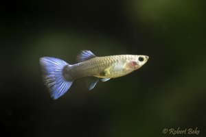 Blue Neon Guppy Female - Poecilia reticulata