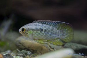 Laetacara curviceps - Dwarf Flag Cichlid