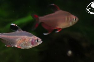 Hyphessobrycon rosaceus - Rosy tetra