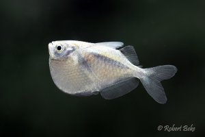 Thoracocharax stellatus - Spotfin Hatchetfish