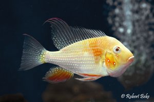 Albino Threadfin Acara - Acarichthys heckelii