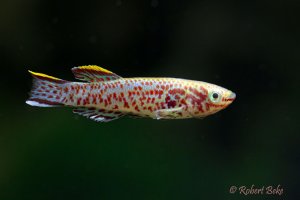 Fundulopanchax gardneri - Gardneri Killifish