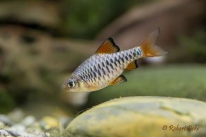 Checkered barb - Oliotius oligolepis