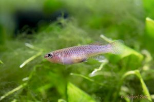 Fundulopanchax gardneri - Gardneri Killifish