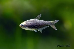 Nematobrycon palmeri “Black” - Emperor Tetra