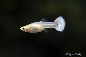 Poecilia reticulata - Platinum White Guppy