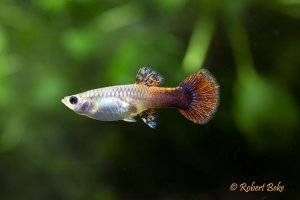 Pink Tuxedo Guppy, Female - Poecilia reticulata