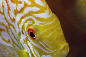 Golden Checkerboard Pigeon Discus - Symphysodon aequifasciatus