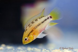 Apistogramma hongsloi