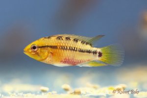 Apistogramma hongsloi