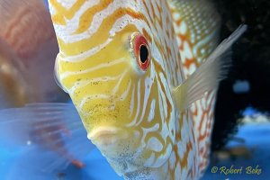 Golden Checkerboard Pigeon Discus - Symphysodon aequifasciatus