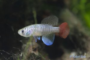 Nothobranchius patrizii - Blue notho