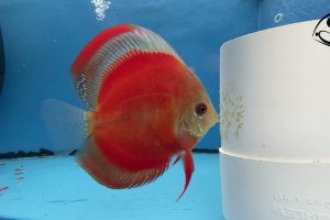 Red Cover Discus