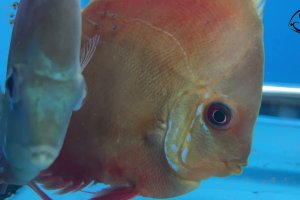 Red Cover Discus - Happy Family