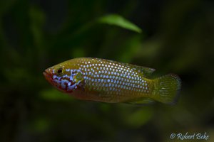 African Jewelfish - Hemichromis bimaculatus