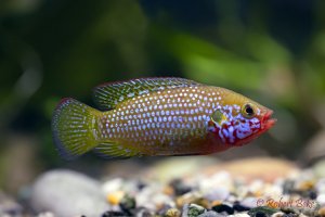 African Jewelfish - Hemichromis bimaculatus