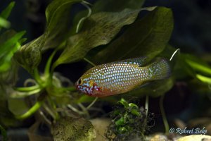 African Jewelfish - Hemichromis bimaculatus