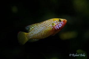 African Jewelfish - Hemichromis bimaculatus