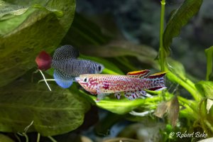 Killifish