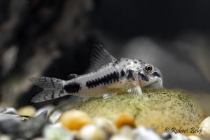 Corydoras axelrodi)