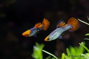 Red Cap Cobra Guppy - Poecilia reticulata