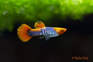 Red Cap Cobra Guppy - Poecilia reticulata