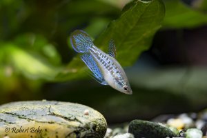 Sparkling gourami - Trichopsis pumila