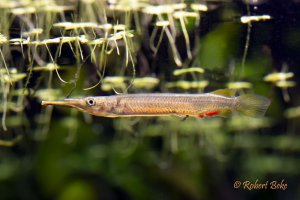 Wrestling halfbeak - Dermogenys pusilla