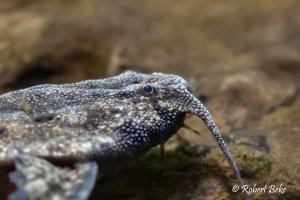 Banjo Catfish - Bunocephalus coracoideus