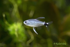 Reed Tetra - Hyphessobrycon elachys