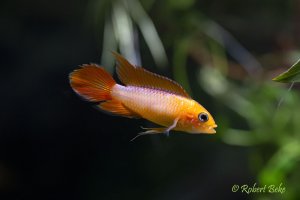 Apistogramma agassizii - Gold Fire Red