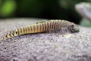 Pseudogastromyzon fasciatus