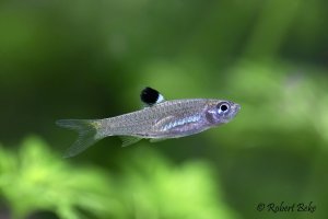 Emerald eye rasbora - Brevibora dorsiocellata