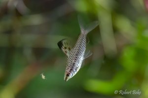 Spotted Headstander - Chilodus punctatus