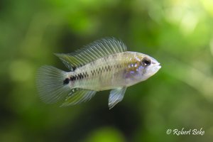 Apistogramma borellii