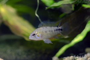 Apistogramma borellii